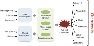 Pathophysiological Mechanisms in Sclerosing Skin Diseases